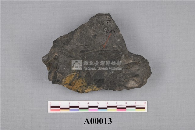 樹葉化石藏品圖，第1張