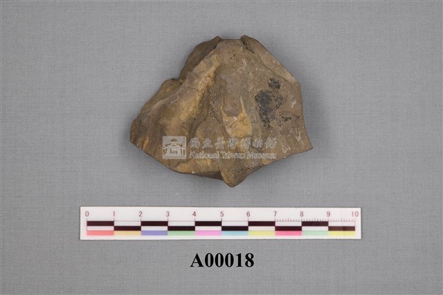 樹葉化石藏品圖，第4張