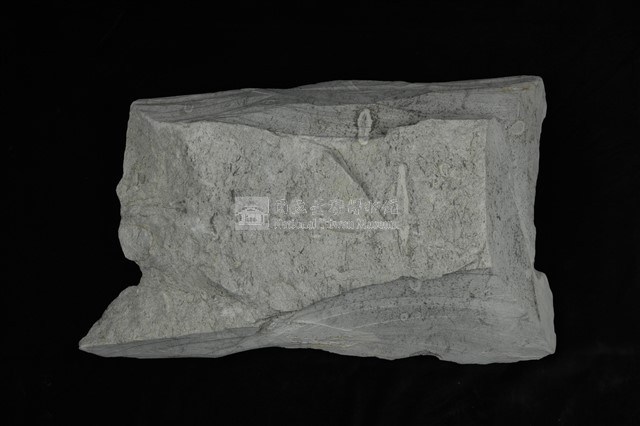 L型管狀獵食痕化石藏品圖，第2張