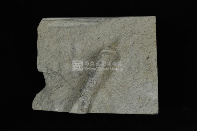 L型管狀獵食痕化石藏品圖，第1張