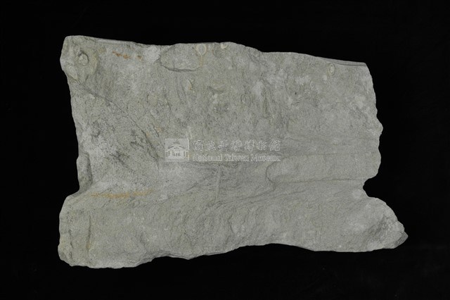 L型管狀獵食痕化石藏品圖，第1張