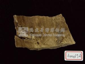 世界爺屬化石藏品圖，第2張