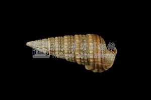 栓海蜷藏品圖，第2張