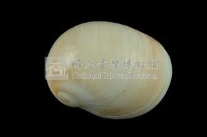 玉螺藏品圖，第2張