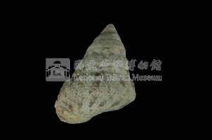 鬼牙鐘螺藏品圖，第2張
