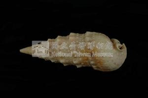 中華蟹守螺藏品圖，第2張