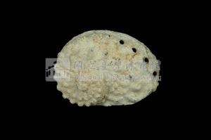 圓鮑螺藏品圖，第2張