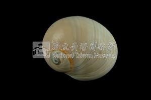 大玉螺藏品圖，第2張