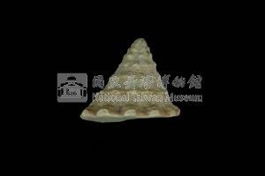 銀塔鐘螺藏品圖，第2張