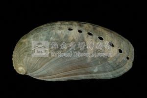 驢耳鮑螺藏品圖，第2張