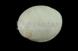 扁球玉螺藏品圖，第2張