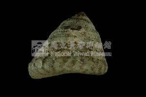 血斑鐘螺藏品圖，第2張