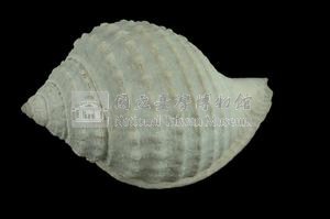 玉珠鬘螺藏品圖，第2張