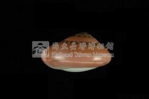 彩虹䗉螺藏品圖，第2張