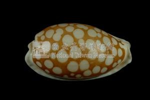 花鹿寶螺藏品圖，第2張