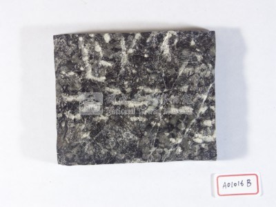 大型有孔蟲藏品圖，第2張