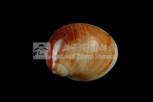 相模灣玉螺藏品圖，第2張