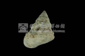鬼牙鐘螺藏品圖，第2張