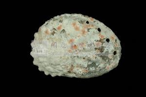 圓鮑螺藏品圖，第2張