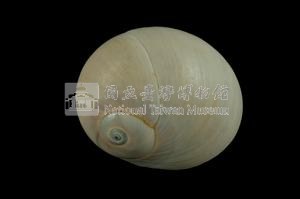 大玉螺藏品圖，第2張