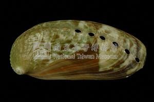 驢耳鮑螺藏品圖，第2張