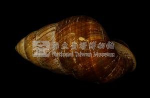 斯文豪氏長蝸牛藏品圖，第1張
