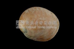 扁球玉螺藏品圖，第2張