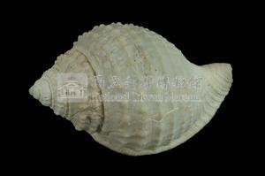 玉珠鬘螺藏品圖，第2張