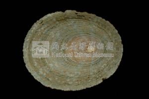 龜甲笠螺藏品圖，第2張