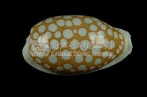 花鹿寶螺藏品圖，第2張