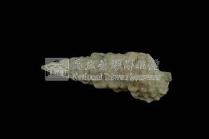太平洋蟹守螺藏品圖，第2張