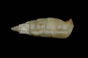 竹筍蟹守螺藏品圖，第2張