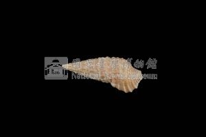 珊瑚蟹守螺藏品圖，第2張