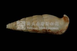 竹筍蟹守螺藏品圖，第2張