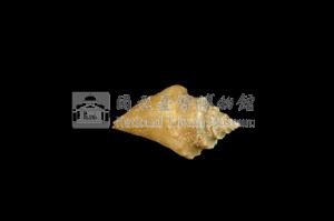 水字螺藏品圖，第2張