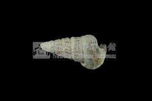 栓海蜷藏品圖，第2張
