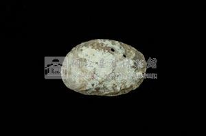 瘤鮑螺藏品圖，第2張