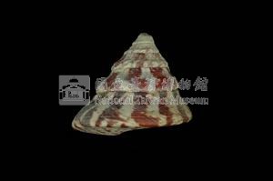 牛蹄鐘螺藏品圖，第2張