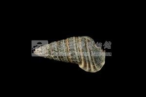 栓海蜷藏品圖，第2張