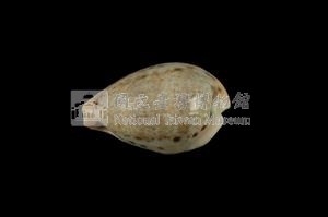玉女寶螺藏品圖，第2張