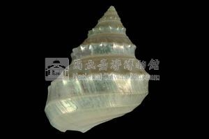 玉珠銀鐘螺藏品圖，第2張