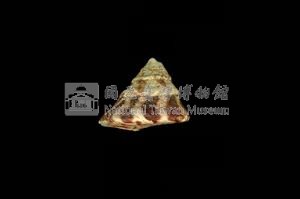 牛蹄鐘螺藏品圖，第2張