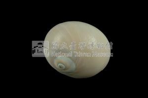 大玉螺藏品圖，第2張
