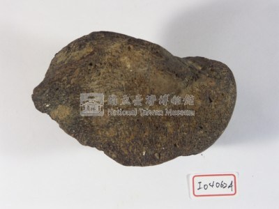 中國犀牛左股骨遠端外側部藏品圖，第2張