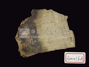 櫟屬化石藏品圖，第3張