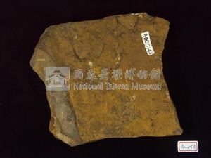 植物化石藏品圖，第3張