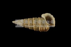 栓海蜷藏品圖，第3張