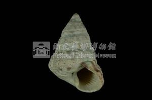 鬼牙鐘螺藏品圖，第3張