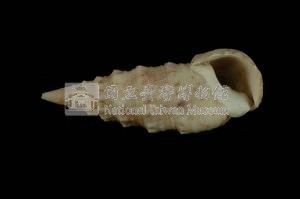 中華蟹守螺藏品圖，第3張