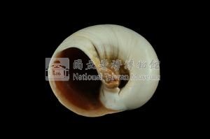 大玉螺藏品圖，第3張